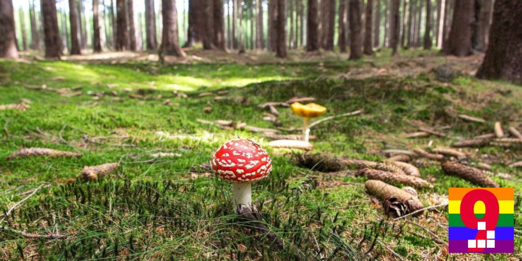 Wald, Moos bedeckt den Boden, im Vordergrund ein Fliegenpilz. Logo: eine rote Neun, das Geek Space 9 Icon, auf Regenbogengrund